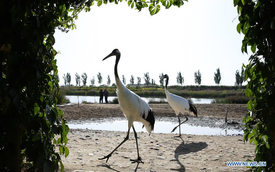 #CHINA-NATURE-ANIMAL (CN)