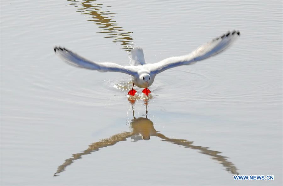 #CHINA-NATURE-ANIMAL (CN)