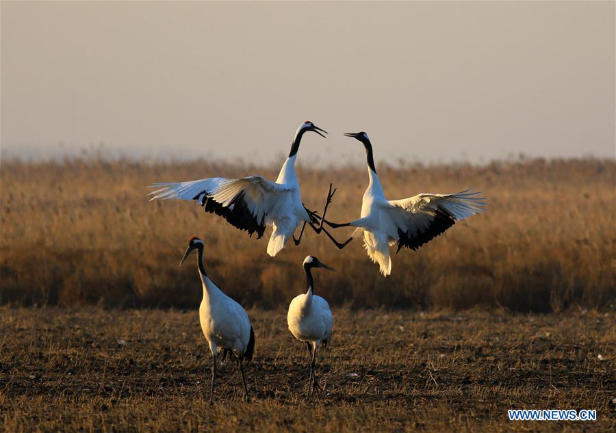 #CHINA-NATURE-ANIMAL (CN)