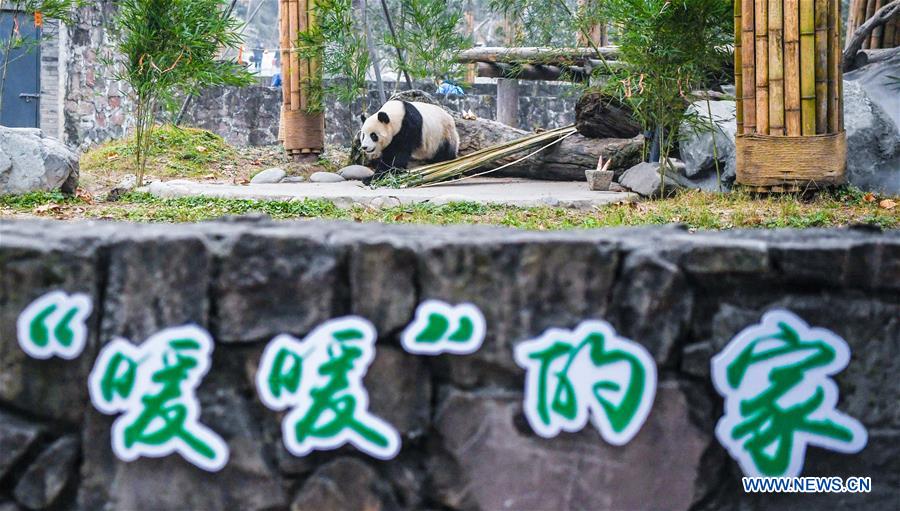 CHINA-SICHUAN-GIANT PANDA(CN)