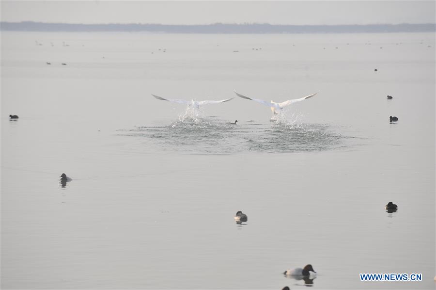 CHINA-SHANXI-WINTER-SWAN (CN)