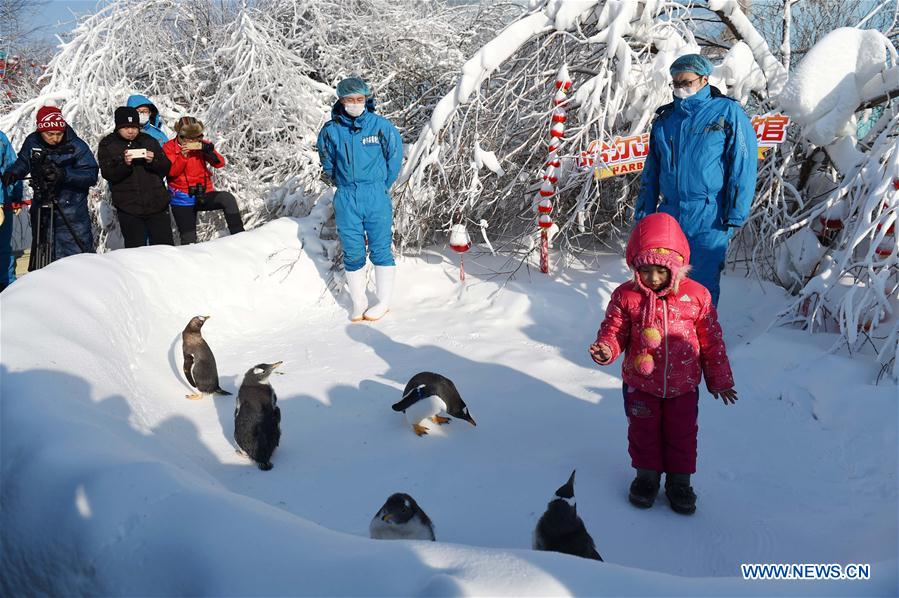 CHINA-HARBIN-PENGUIN-SNOWFIELD (CN)