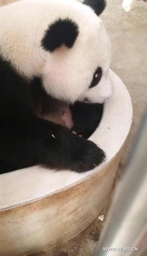 MALAYSIA-CHINA-BABY PANDA