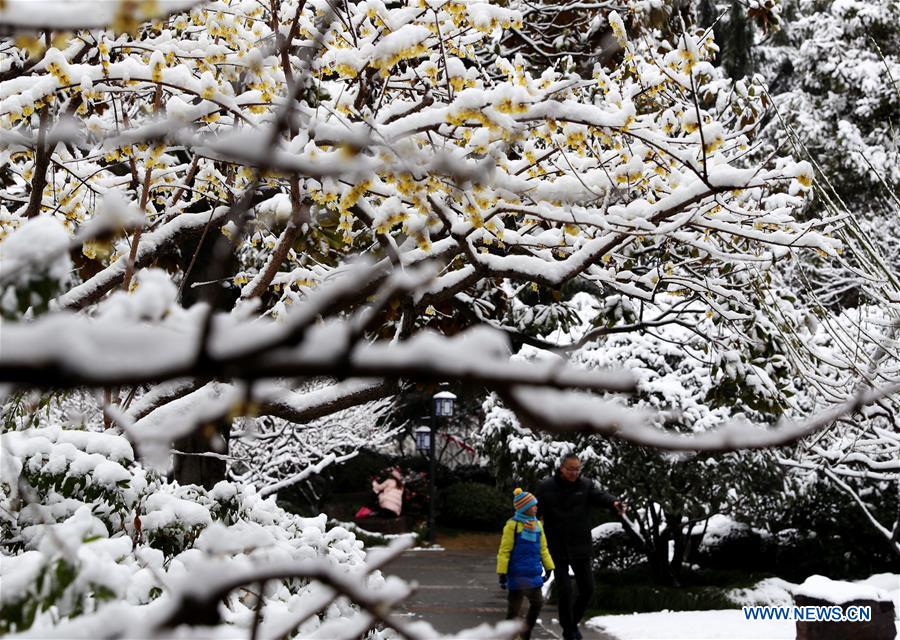 CHINA-SHANGHAI-SNOW-PLUM BLOSSOM(CN)