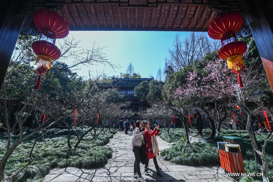 CHINA-ZHEJIANG-HANGZHOU-PLUM BLOSSOM (CN)