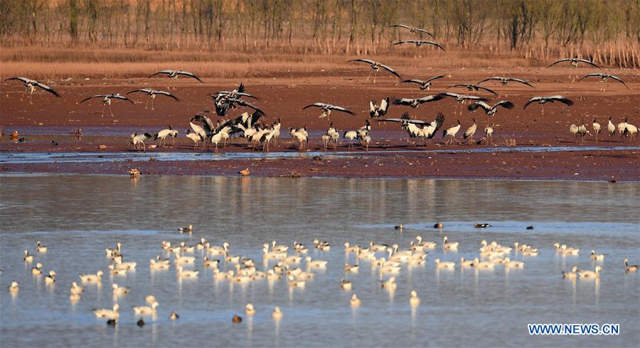 CHINA-YUNNAN-MIGRANT BIRDS (CN)