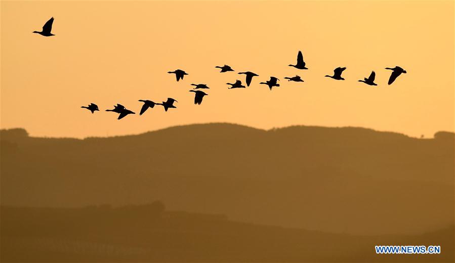 CHINA-YUNNAN-MIGRANT BIRDS (CN)