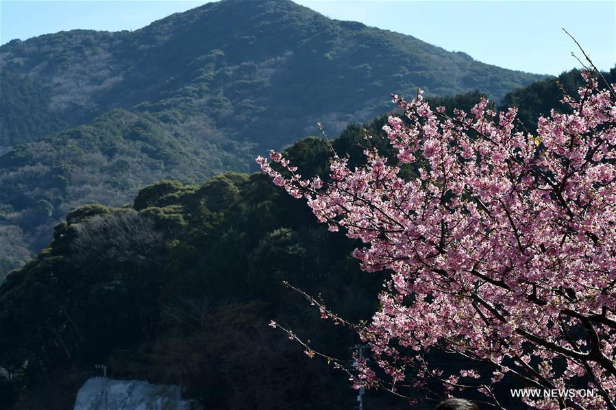 JAPAN-SHIZUOKA-CHERRY BLOSSOMS