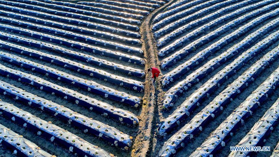 #CHINA-FARM WORK(CN)