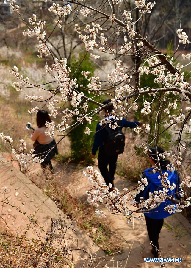 CHINA-SPRING SCENERY-FLOWERS (CN)