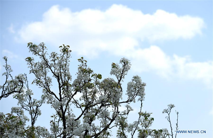 CHINA-YUNNAN-PEAR BLOSSOMS (CN)