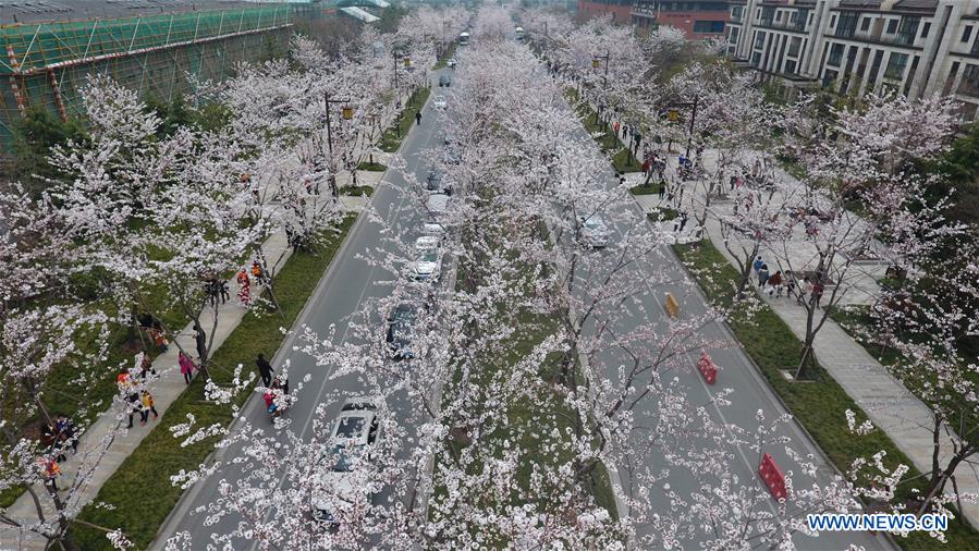 #CHINA-JIANGSU-CHERRY BLOSSOM (CN)