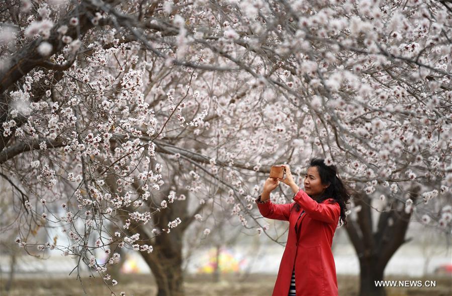 CHINA-GANSU-DUNHUANG-APRICOT BLOSSOM (CN)