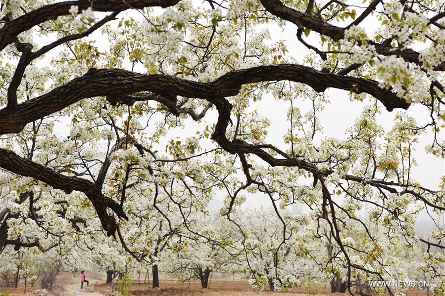 #CHINA-SHANDONG-PEAR BLOSSOM (CN)