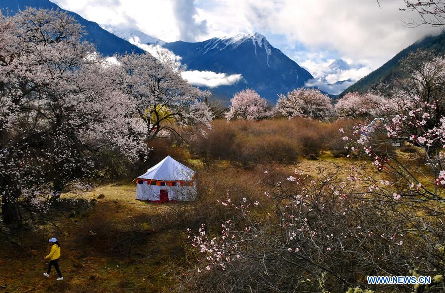 CHINA-TIBET-BOMI-PEACH BLOSSOM (CN)