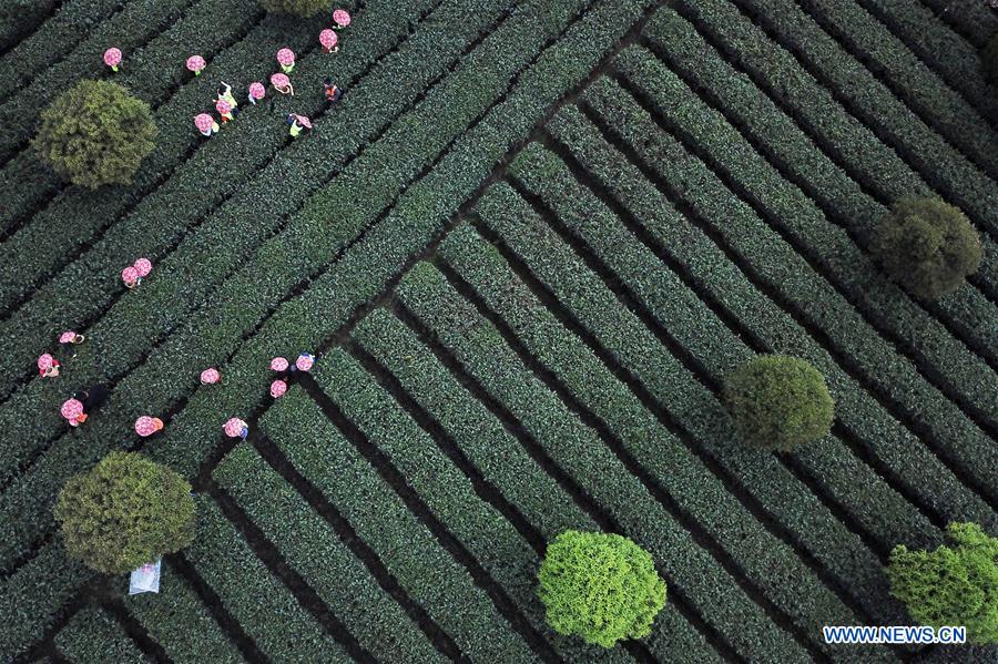 CHINA-GUIZHOU-TEA-PICKING-LEARNING TOUR (CN)