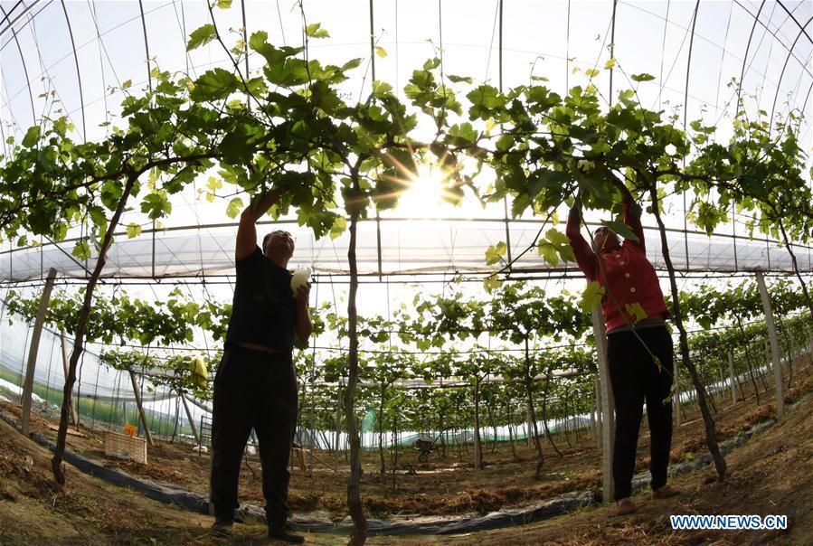 #CHINA-GUYU-FARM WORK(CN)