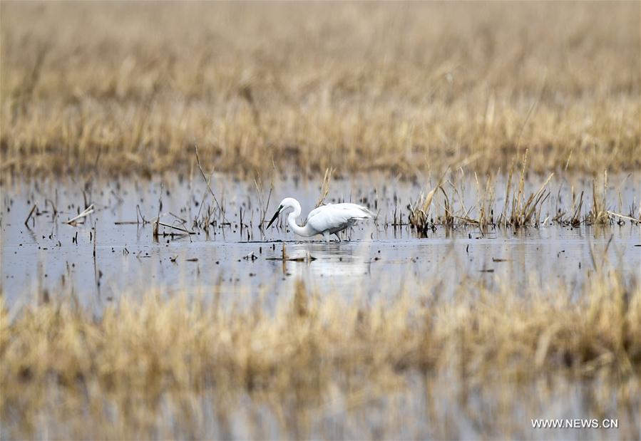 CHINA-INNER MONGOLIA-HOHHOT-MIGRATORY BIRDS(CN)