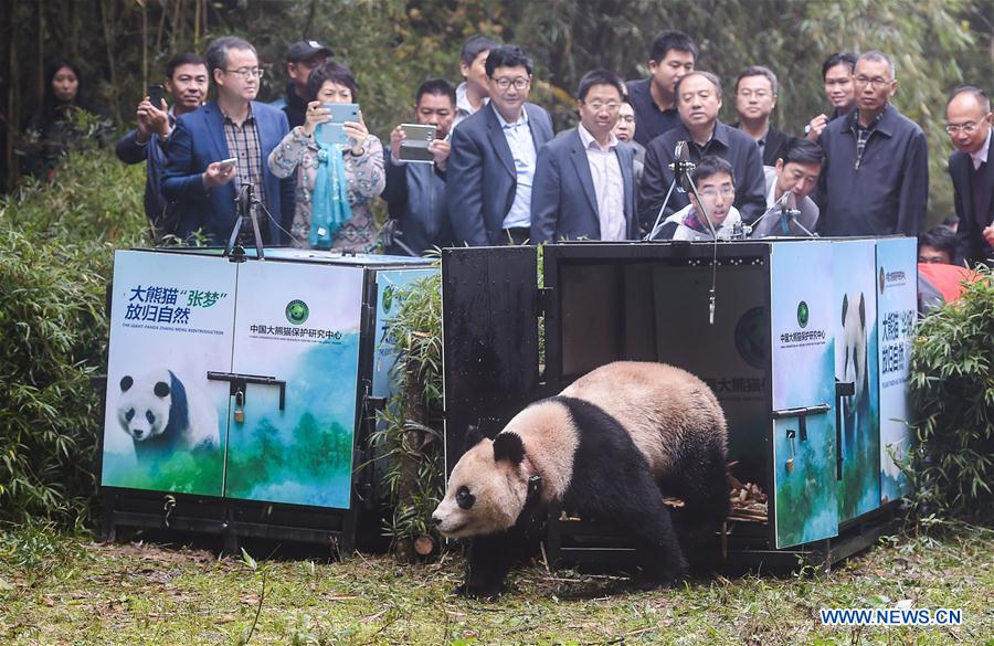 CHINA-SICHUAN-PANDA CENTER-CONSERVATION-RESTORATION (CN)