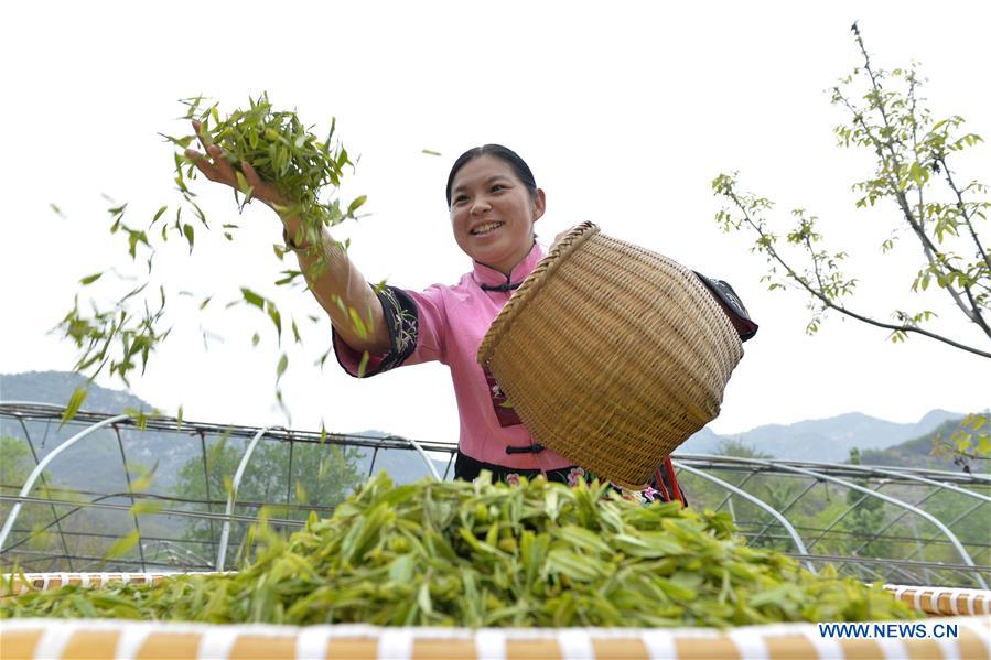 CHINA-HEBEI-TEA GARDEN(CN)