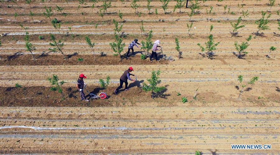 #CHINA-HEBEI-AGRICULTURE-FARM WORK (CN)