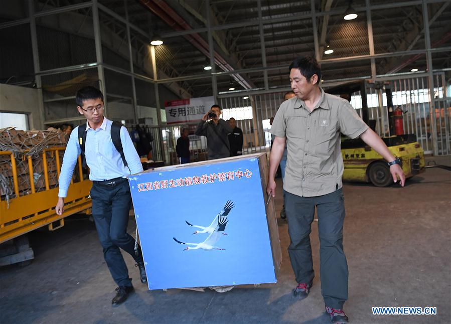 CHINA-WILDLIFE PROTECTION-BABY CRANE (CN)