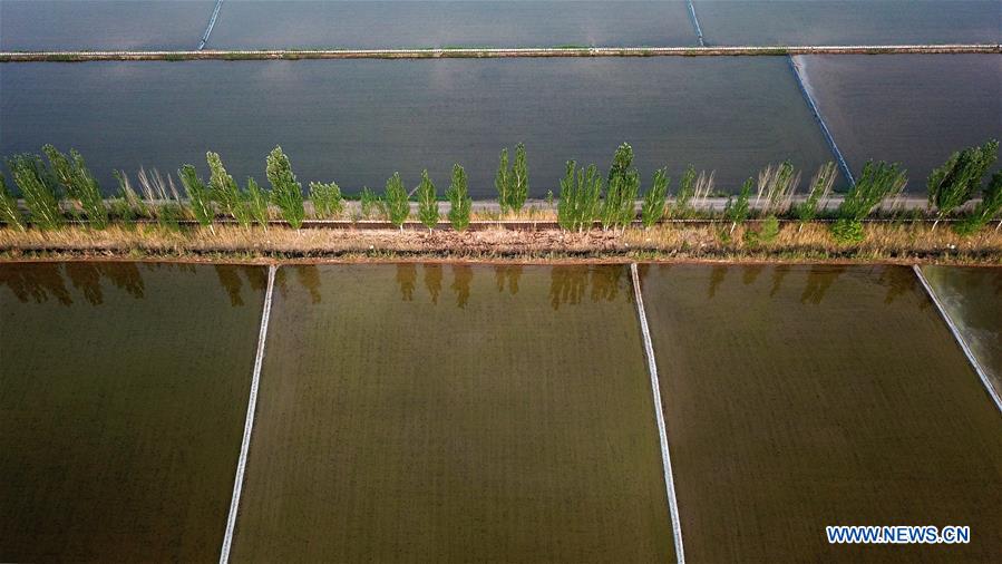 CHINA-YINCHUAN-PADDY FIELD (CN)