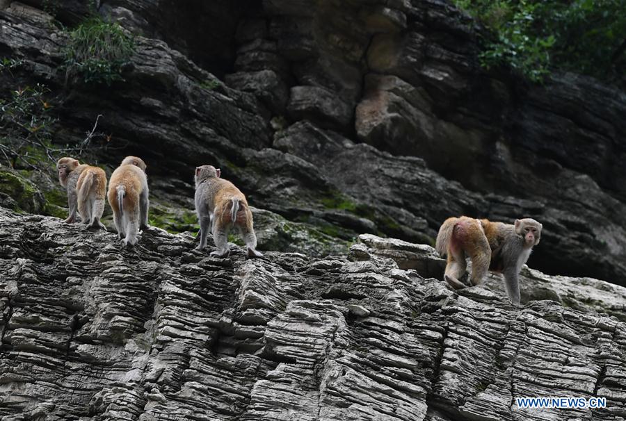 CHINA-CHONGQING-WUSHAN-SMALL THREE GORGES-WILD LIFE (CN)