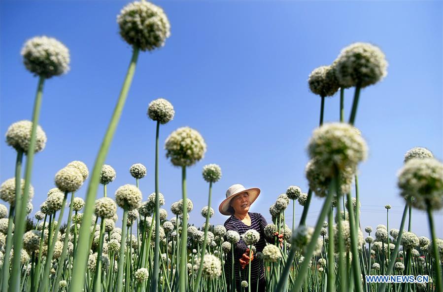 #CHINA-AGRICULTURE-FARMER-WORK (CN)