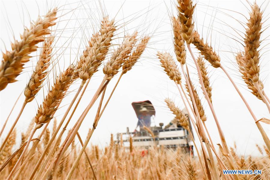 #CHINA-WHEAT HARVEST (CN)