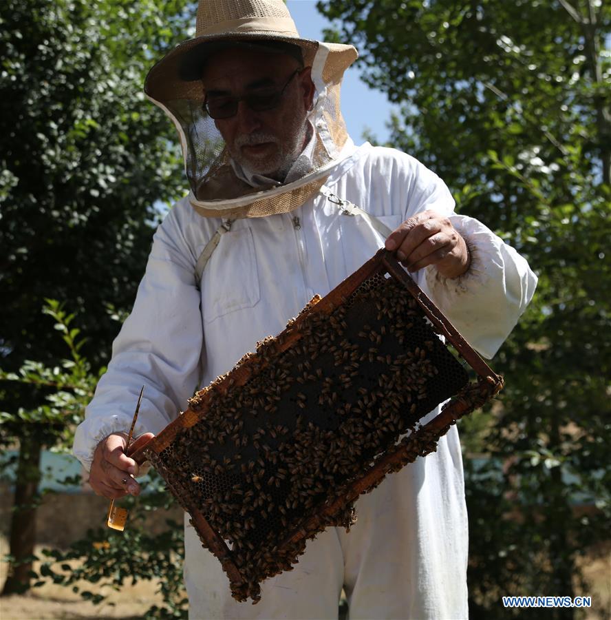 AFGHANISTAN-KABUL-BEE FARM