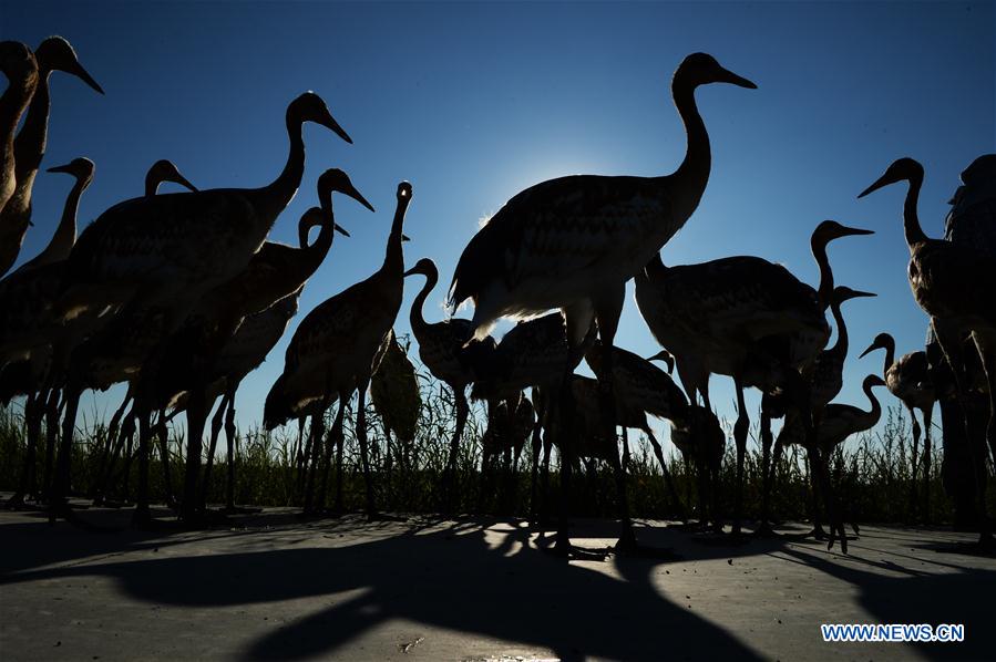 CHINA-HEILONGJIANG-QIQIHAR-NATURE RESERVE (CN)