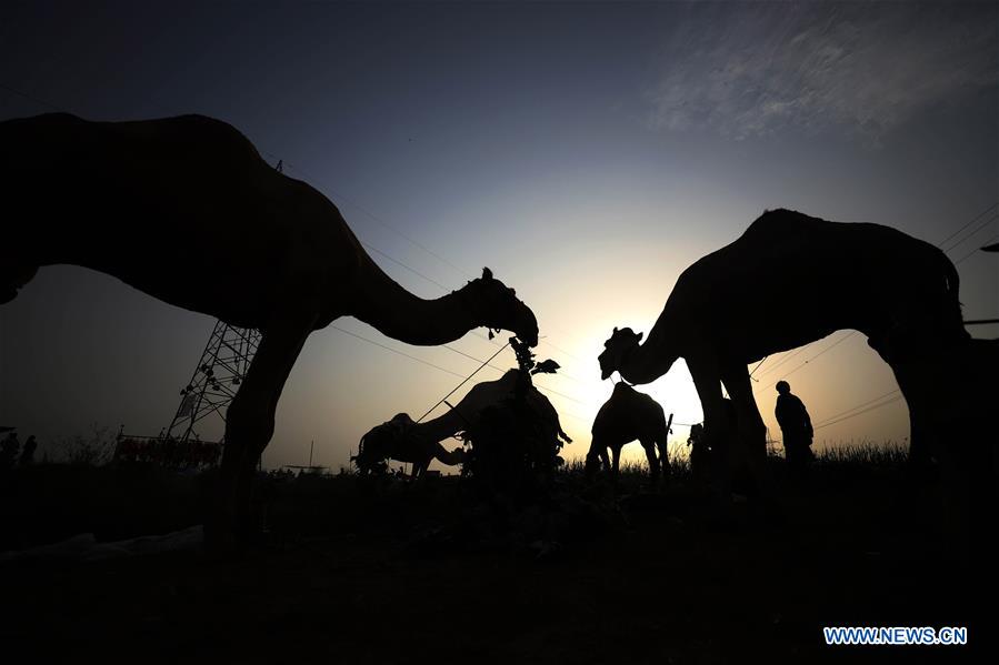 PAKISTAN-ISLAMABAD-EID AL-ADHA-LIVESTOCK MARKET