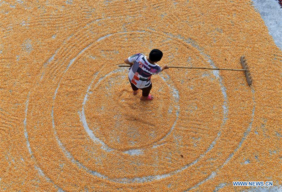 #CHINA-GUIZHOU-ZUNYI-FARM WORK (CN)