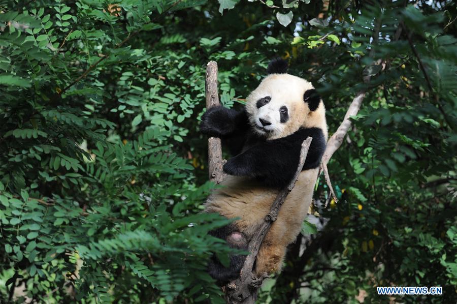 CHINA-SHAANXI-PANDA CUBS (CN)