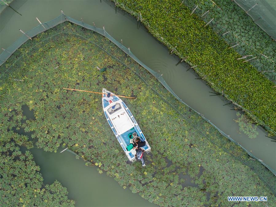 CHINA-ZHEJIANG-HUZHOU-TAIHU LAKE-CRAB (CN)