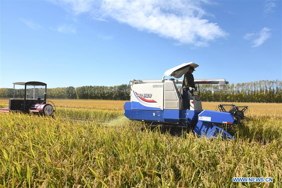 #CHINA-HEILONGJIANG-RICE-HARVEST (CN)