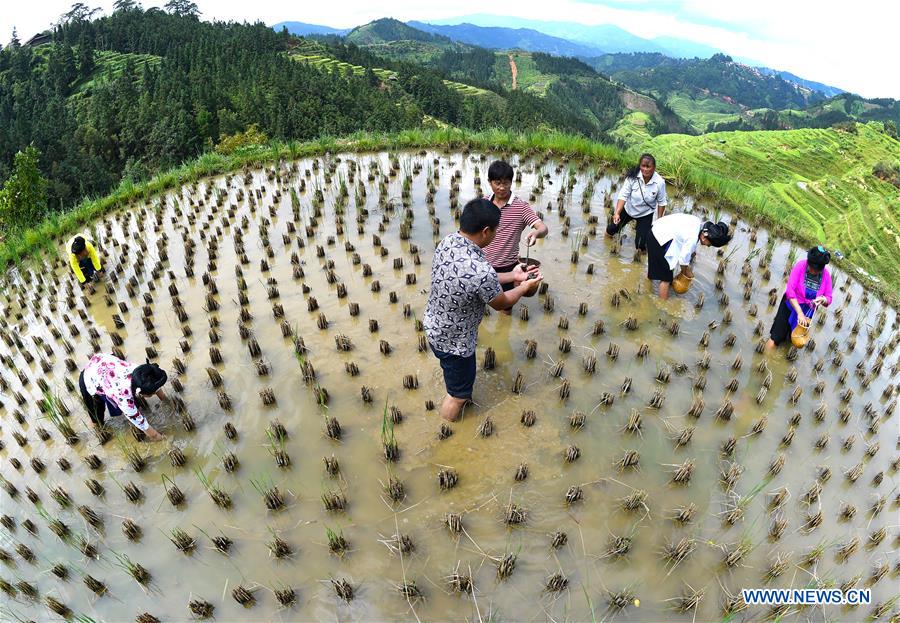 #CHINA-GUANGXI-LIUZHOU-RIVER SNAILS-HARVEST (CN)