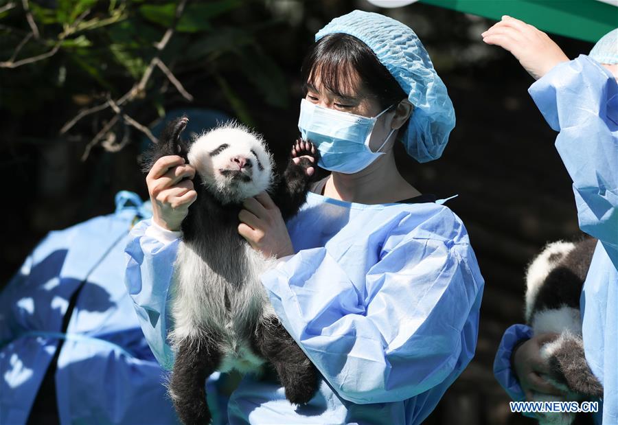 CHINA-CHENGDU-GIANT PANDA-CUBS (CN)