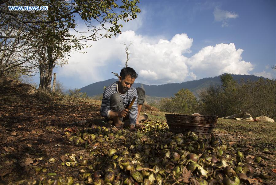 INDIA-KASHMIR-SRINAGAR-WALNUT HARVEST