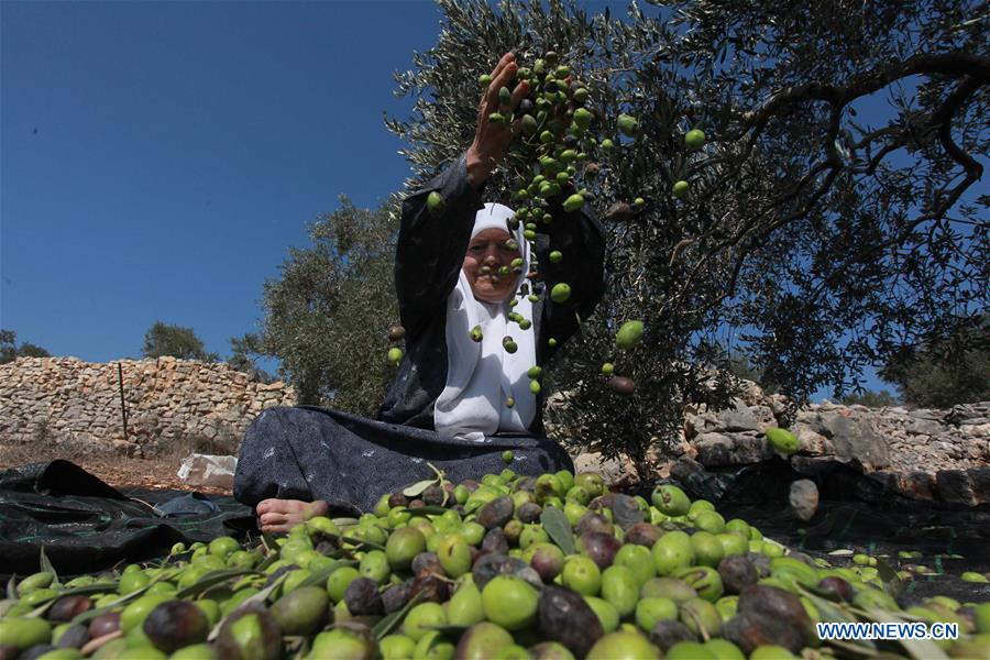 MIDEAST-NABLUS-OLIVE-HARVEST