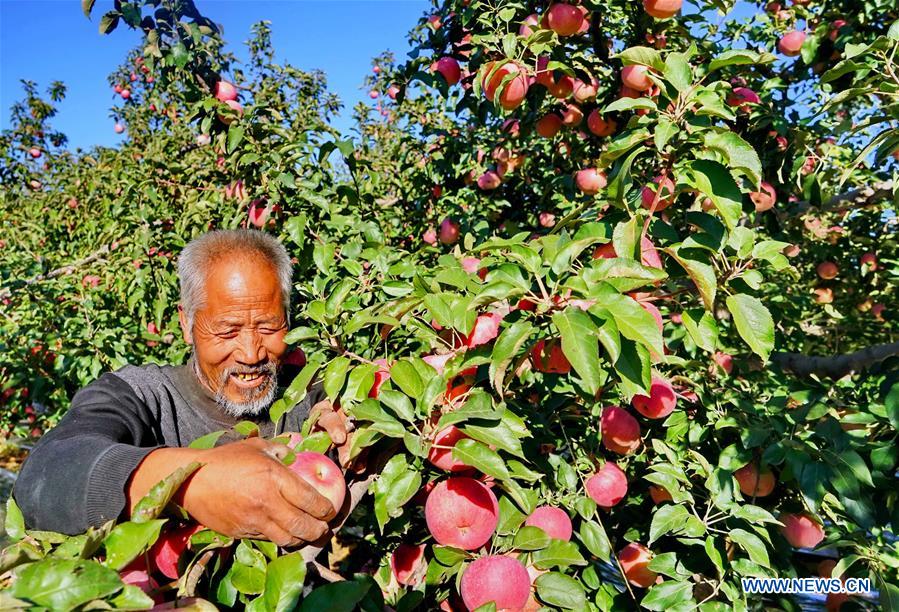 CHINA-HEBEI-APPLE-HARVEST (CN)