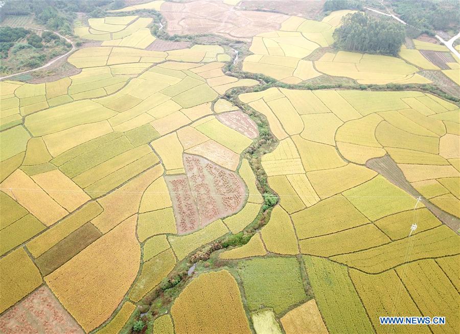 CHINA-GUANGXI-AUTUMN-SCENERY (CN)