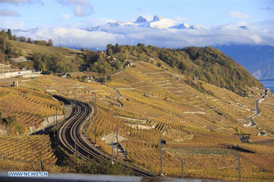 SWITZERLAND-LAVAUX-VINEYARDS-AUTUMN SCENERY