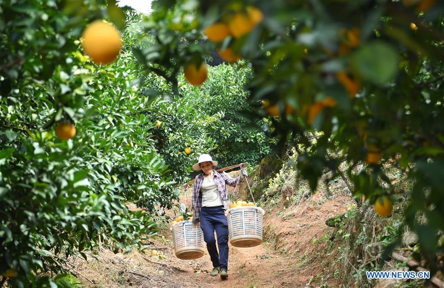 CHINA-JIANGXI-NAVEL ORANGE-HARVEST(CN)