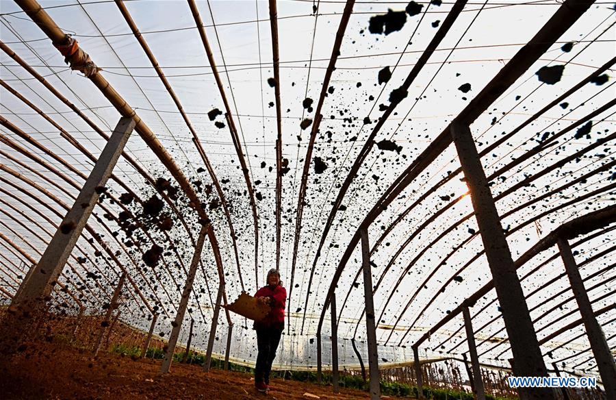 #CHINA-SHANDONG-WINTER-FARM WORK (CN)