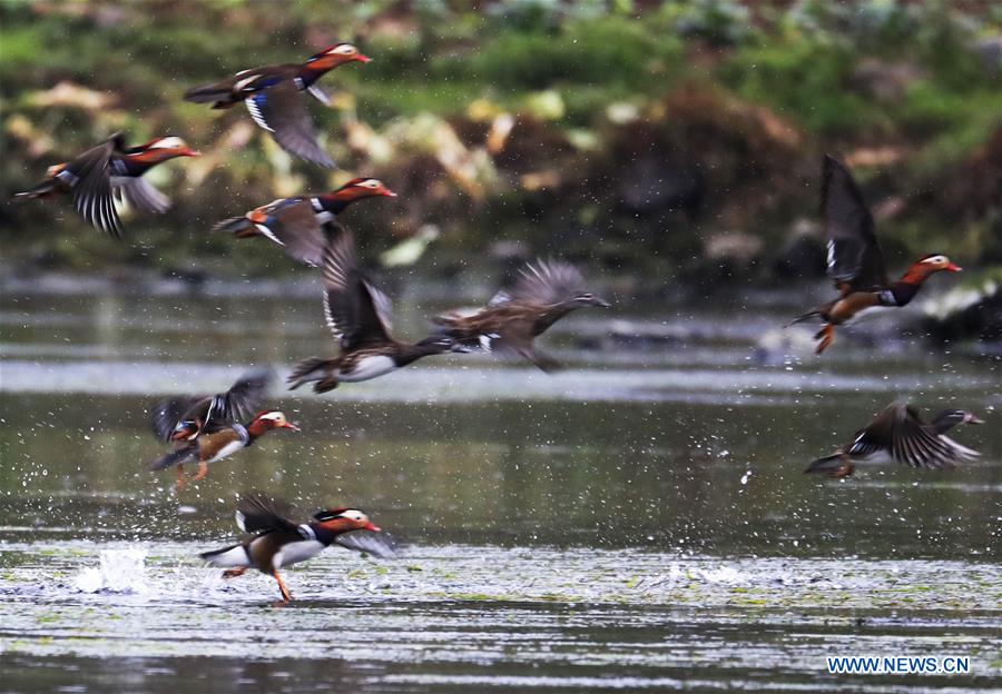 #CHINA-ANHUI-XIN'AN RIVER-WILD MANDARIN DUCKS (CN)