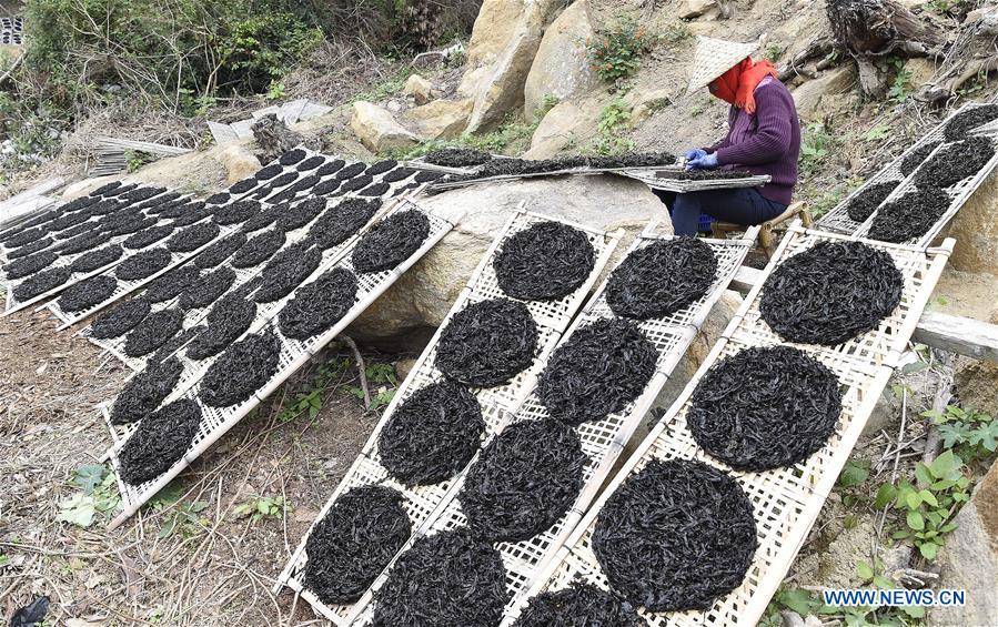 #CHINA-GUANGDONG-NAN'AO-DRIED LAVER (CN) 