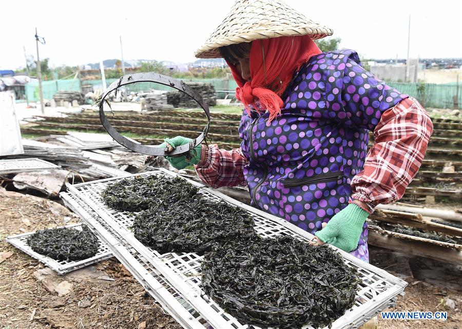 #CHINA-GUANGDONG-NAN'AO-DRIED LAVER (CN) 