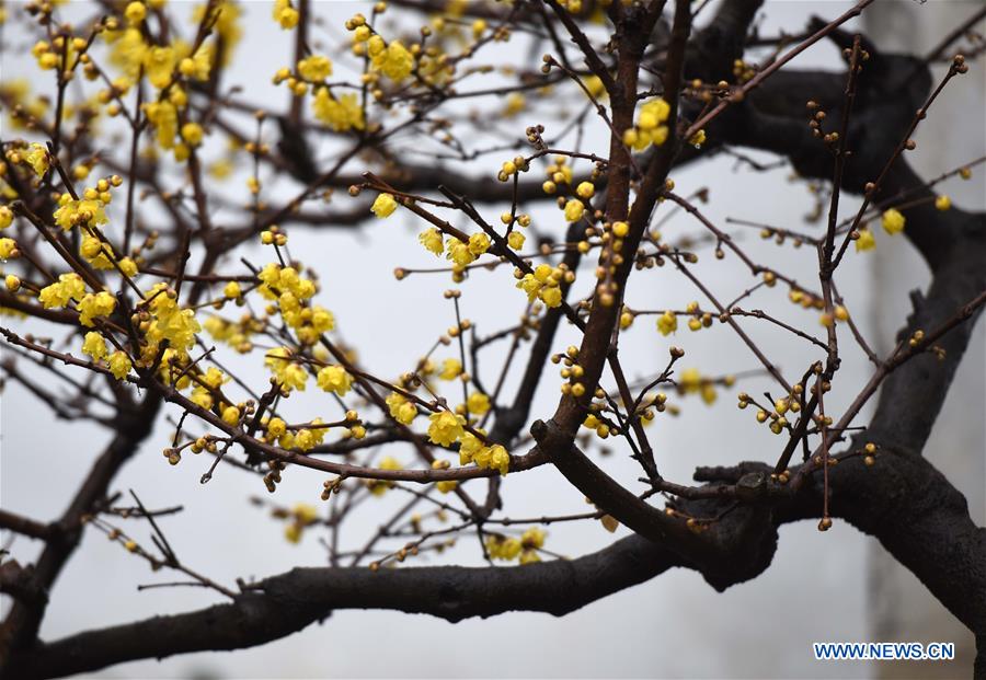 #CHINA-JIANGSU-HUAI'AN-PLUM BLOOSSOM (CN)